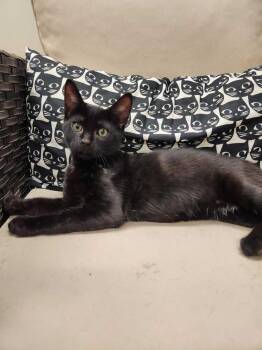 Queso -  Domestic Short Hair Cat for Adoption in Elmsford, New York - Queso | PetCurious