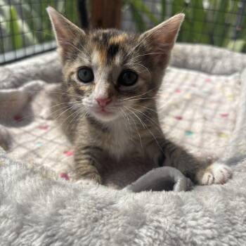 Crumble cookie -  Domestic Short Hair Cat for Adoption in Costa Mesa, California - Crumble Cookie | PetCurious