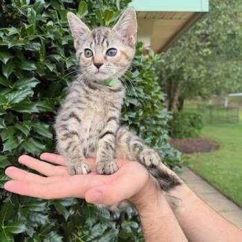 Dahlia -  Domestic Short Hair Cat for Adoption in Fairfax Station, Virginia - Dahlia | PetCurious