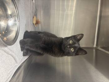 Rescue Domestic Short Hair Cats for Adoption in Russellville, Kentucky - Stitch | PetCurious