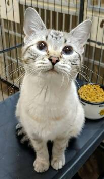 Domestic Short Hair Cats Available for Adoption - Scully | PetCurious