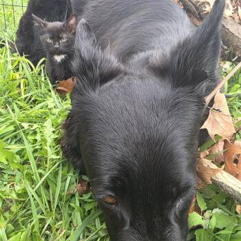 Makoto -  Domestic Short Hair Cat for Adoption in Manhattan, Kansas - Makoto | PetCurious