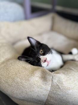 Toe -  Domestic Short Hair and Tuxedo Cat for Adoption in Eagle, Colorado - Toe | PetCurious