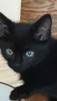 Darth -  Domestic Short Hair Cat for Adoption in Vancouver, Washington - Darth | PetCurious