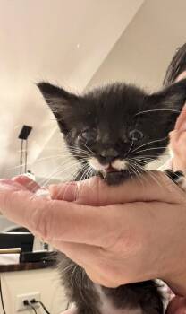 Groucho (Available for pre-adoption) -  Domestic Short Hair Cat for Adoption in Camden, South Carolina - Groucho (Available For Pre-adoption) | PetCurious