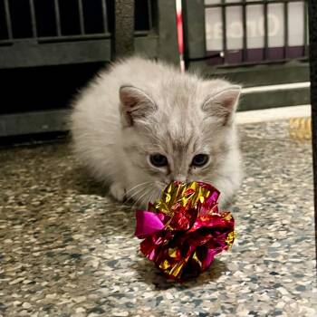 Rescue Domestic Short Hair Cats for Adoption in Eastsound, Washington - Sugar | PetCurious