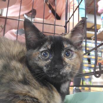 Rescue Domestic Short Hair Cats for Adoption in Hernando, Mississippi - Tiramisu | PetCurious