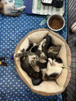 Domestic Short Hair Cats Available for Adoption in Virginia Beach, Virginia - Van | PetCurious