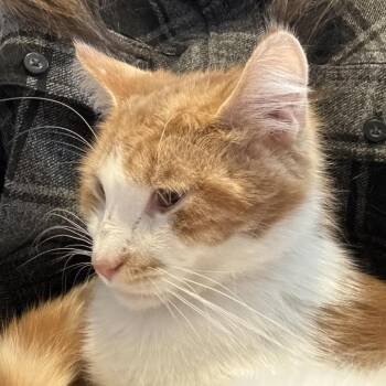 Domestic Short Hair Cats Available for Adoption - Amos | PetCurious