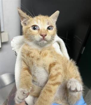 VANCE -  Domestic Short Hair Cat Available for Adoption in San Bernardino, California - VANCE | PetCurious