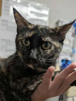 Daffodil -  Domestic Short Hair Cat for Adoption in Bolivar, Missouri - Daffodil | PetCurious