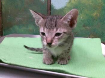 MILO -  Domestic Short Hair Cat for Adoption in Houston, Texas - MILO | PetCurious