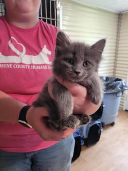Idgie -  Domestic Long Hair Cat Available for Adoption in Linton, Indiana - Idgie | PetCurious