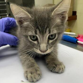 Amos 26-09-142 -  Domestic Short Hair Cat for Adoption in Bastrop, Texas - Amos 26-09-142 | PetCurious