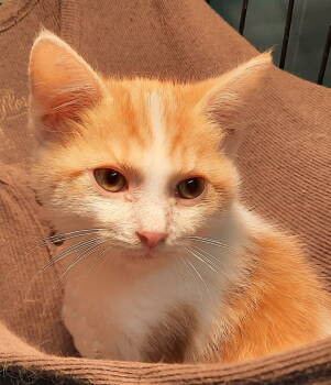 Rescue Domestic Medium Hair Cats for Adoption in Mcconnelsville, Ohio - Popcorn | PetCurious