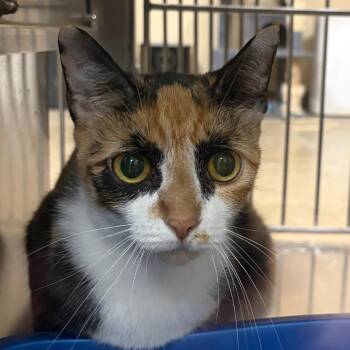Callie -  Domestic Short Hair Cat for Adoption in Palestine, Texas - Callie | PetCurious