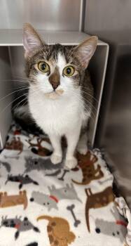 Domestic Short Hair Cats Available for Adoption in Kansas City, Missouri - Bobbi | PetCurious