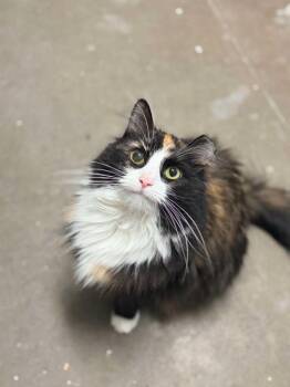Sissy Girl -  Domestic Medium Hair Cat for Adoption in Pottsville, Pennsylvania - Sissy Girl | PetCurious