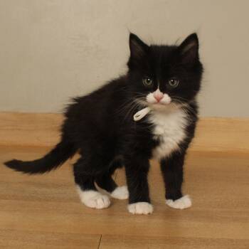 Paisley Paver C70900 -  Domestic Medium Hair Cat for Adoption in Minnetonka, Minnesota - Paisley Paver C70900 | PetCurious