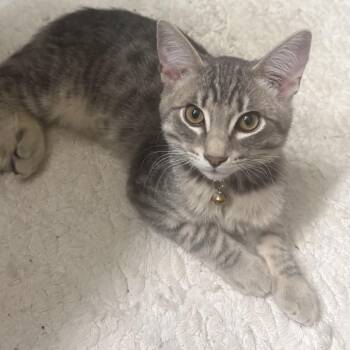 Dipper -  Domestic Short Hair Cat for Adoption in Spokane, Washington - Dipper | PetCurious
