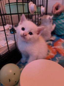 Swiss -  Domestic Short Hair Cat for Adoption in Pawtucket, Rhode Island - Swiss | PetCurious