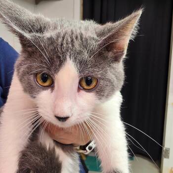 Yogi -  Domestic Short Hair Cat for Adoption in Leander, Texas - Yogi | PetCurious