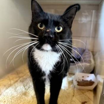CLYDE -  Domestic Short Hair Cat for Adoption in Fernandina Beach, Florida - CLYDE | PetCurious