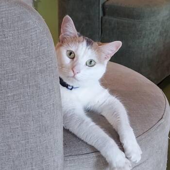 Speedy -  Domestic Short Hair Cat for Adoption in Los Angeles, California - Speedy | PetCurious