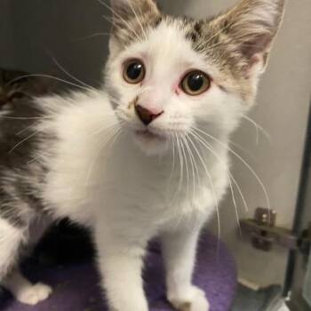Comet -  Domestic Short Hair Cat for Adoption in Dayton, Ohio - Comet | PetCurious
