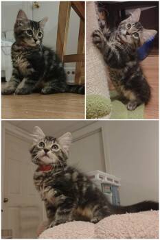 Chips -  Domestic Short Hair Cat for Adoption in Delson, Quebec - Chips | PetCurious