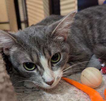 Tabby Cats Available for Adoption - Chloe | PetCurious