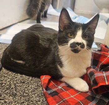 Tuxedo Cats Available for Adoption in Prescott, Arizona - Stacio-A Spirited Sweetheart In A Tuxedo ! - Courtesy Listing | PetCurious