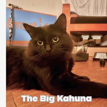 Domestic Medium Hair Cats Available for Adoption in Long Beach, California - Kahuna | PetCurious