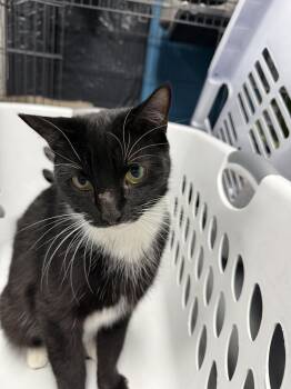 Rescue Tuxedo Cats for Adoption in Highland Park, New Jersey - Nora | PetCurious