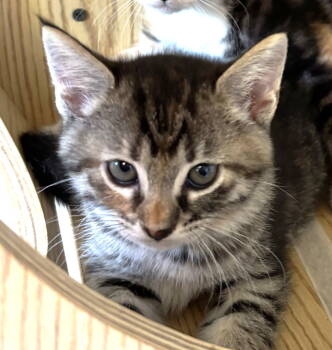 Rescue Tabby and Domestic Short Hair Cats for Adoption in Vacaville, California - Shell | PetCurious