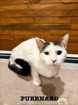 Purrnard -  Domestic Short Hair Cat for Adoption in Cloquet, Minnesota - Purrnard | PetCurious