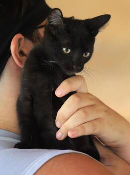 Socrates -  Domestic Short Hair Cat for Adoption in North Fort Myers, Florida - Socrates | PetCurious