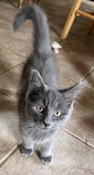 Cinderella -  Domestic Long Hair Cat for Adoption in Landenberg, Pennsylvania - Cinderella | PetCurious