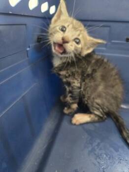 Dumpling 1232-26 -  Domestic Short Hair Cat for Adoption in Cumming, Georgia - Dumpling 1232-26 | PetCurious