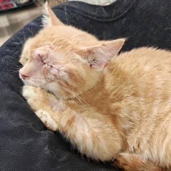Redbeard -  Domestic Short Hair Cat for Adoption in Madison, Wisconsin - Redbeard | PetCurious