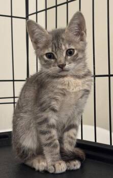 Rita -  Domestic Short Hair Cat for Adoption in Morristown, New Jersey - Rita | PetCurious