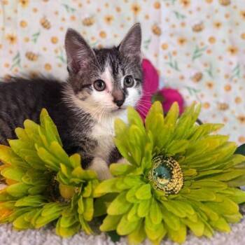 Private Beach -  Domestic Short Hair Cat Available for Adoption in Toms River, New Jersey - Private Beach | PetCurious