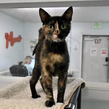 Tori -  Domestic Short Hair Cat for Adoption in Mobile, Alabama - Tori | PetCurious