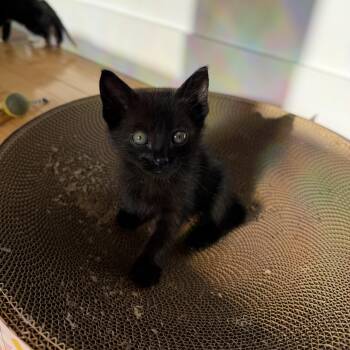 Demetrius -  Domestic Short Hair Cat Available for Adoption in Mastic, New York - Demetrius | PetCurious
