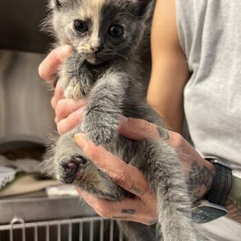 Alissa -  Domestic Short Hair Cat for Adoption in Oneonta, New York - Alissa | PetCurious