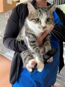 Domestic Short Hair Cats Available for Adoption in Cookeville, Tennessee - PRECIOUS | PetCurious