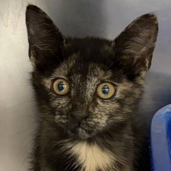 Belle -  Tortoiseshell Cat for Adoption in North Myrtle Beach, South Carolina - Belle | PetCurious