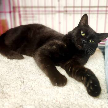 Juno -  Domestic Short Hair Cat Available for Adoption in Social Circle, Georgia - Juno | PetCurious