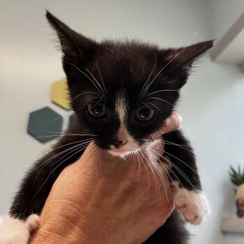 Winnie -  Domestic Short Hair Cat for Adoption - Winnie | PetCurious