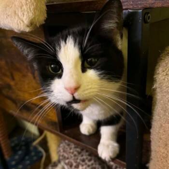 Sam (cat room) -  Domestic Short Hair Cat for Adoption in San Antonio, Texas - Sam (cat Room) | PetCurious